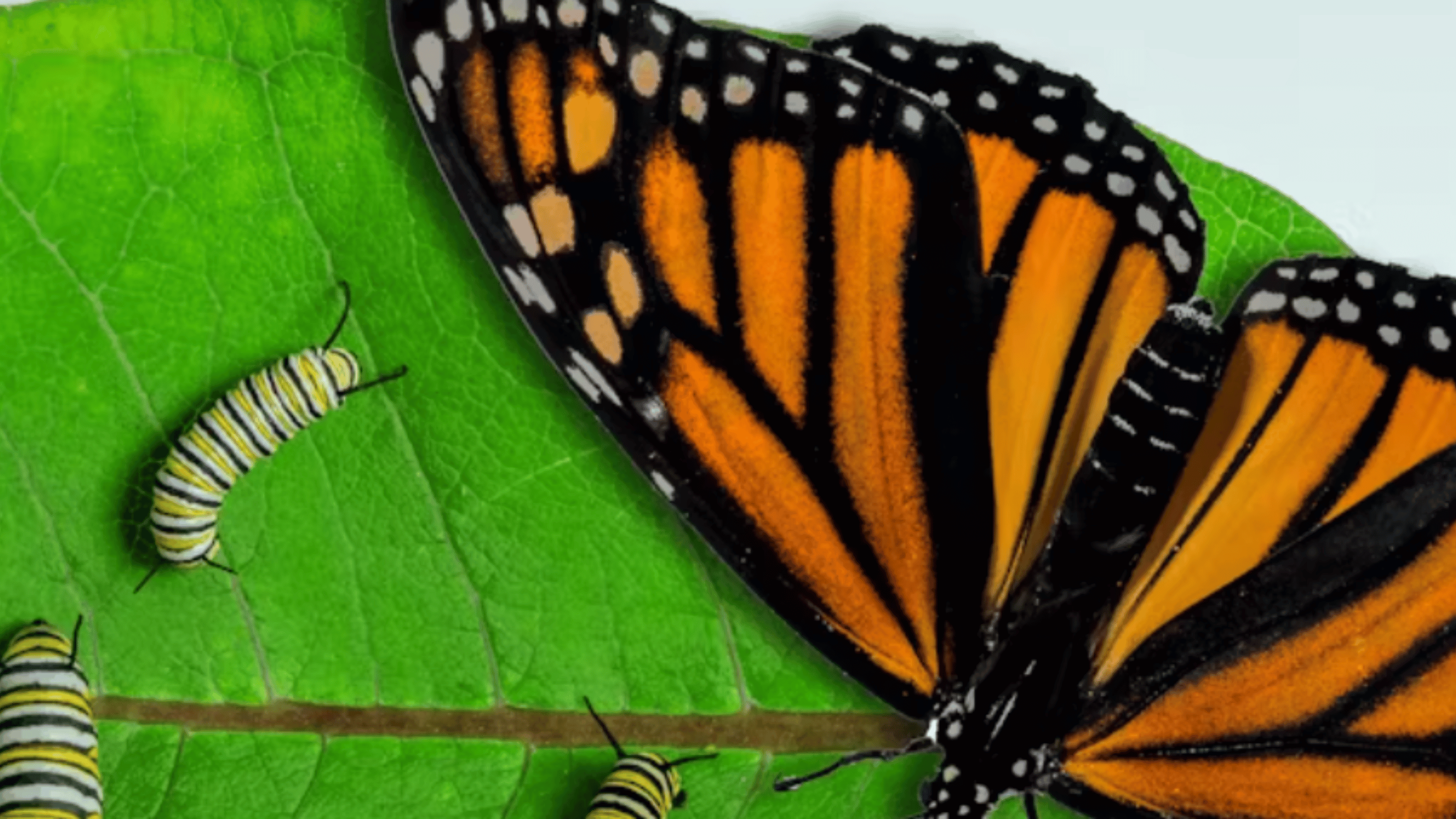 eNews_NEW_-_2024-12-23T083557