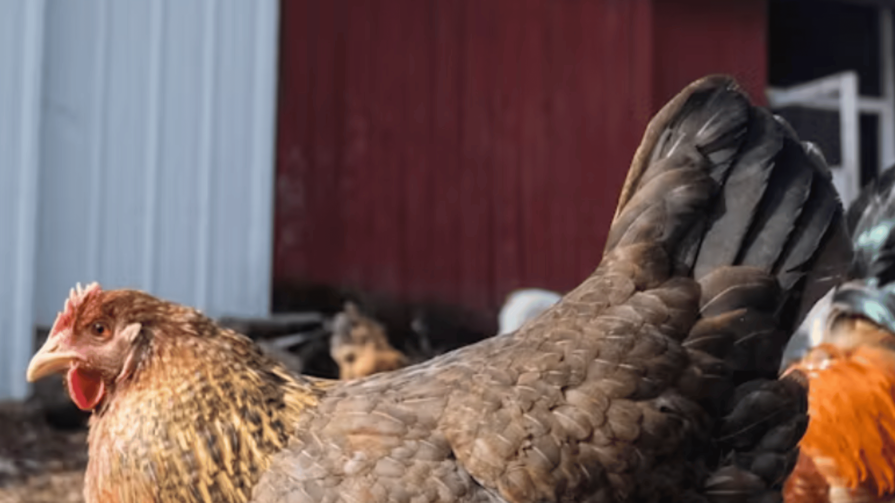 eNews_NEW_-_2025-01-20T084723