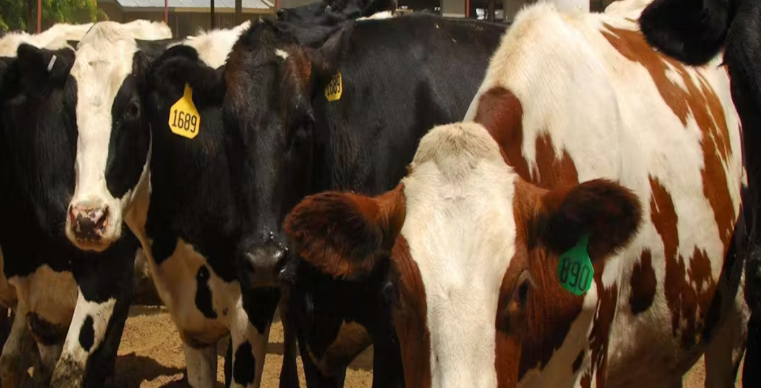 Screenshot_2024-05-13_075735_89446c81